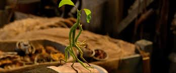 A bowtruckle from Fantastic Beasts and Where to Find Them