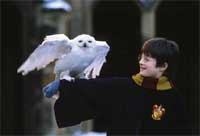Hedwig the Owl and Harry Potter