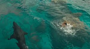 The Great White shark keeps Nancy prisoner in The Shallows