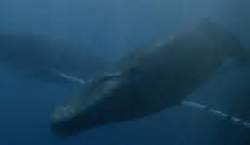 A humpback whale is at the center of Star Trek IV: The Voyage Home